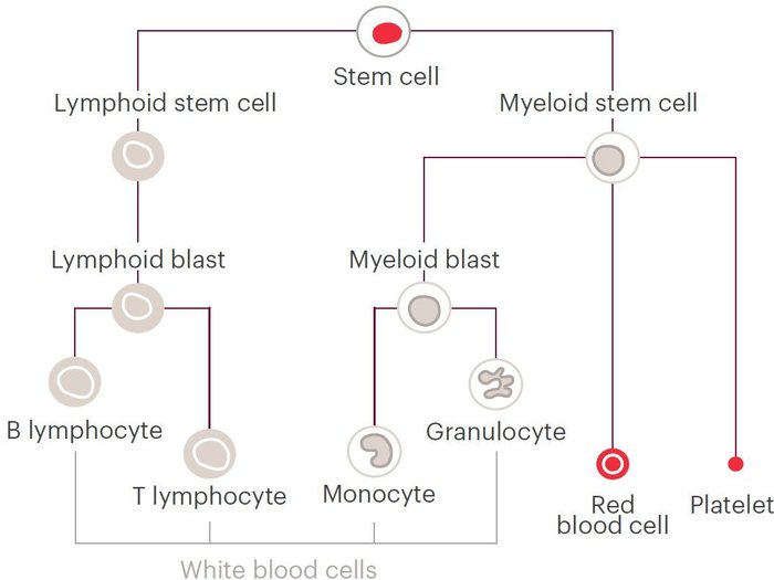 A diagram showing the different types of stem cells, including lymphoid and myeloid.