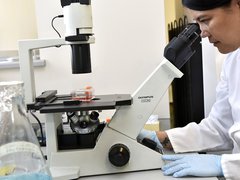 Researcher in a lab looking at samples through a microscope.