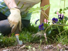 Close up image of trowel entering the ground in a flowery garden.