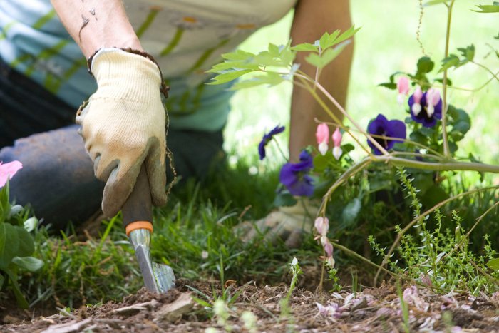Close up image of trowel entering the ground in a flowery garden.