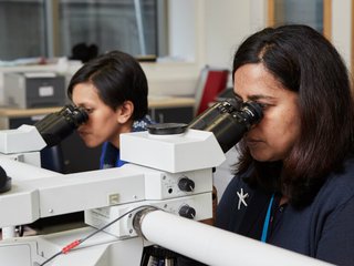 Two researchers side by side in a lab focusing on looking through microscopes at samples.