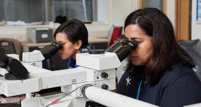 Two researchers side by side in a lab focusing on looking through microscopes at samples.