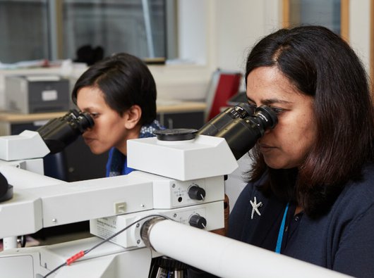 Two researchers side by side in a lab focusing on looking through microscopes at samples.